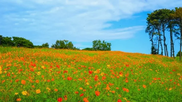 곡성 동화정원 백일홍 전경 / 사진=곡성 공식블로그