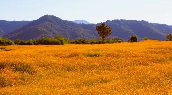 곡성 동화정원 황화코스모스 전경 / 사진=곡성 공식블로그