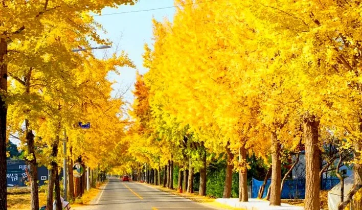 공주 갑사로 은행나무 / 사진=충청남도 공식블로그 해송이송희