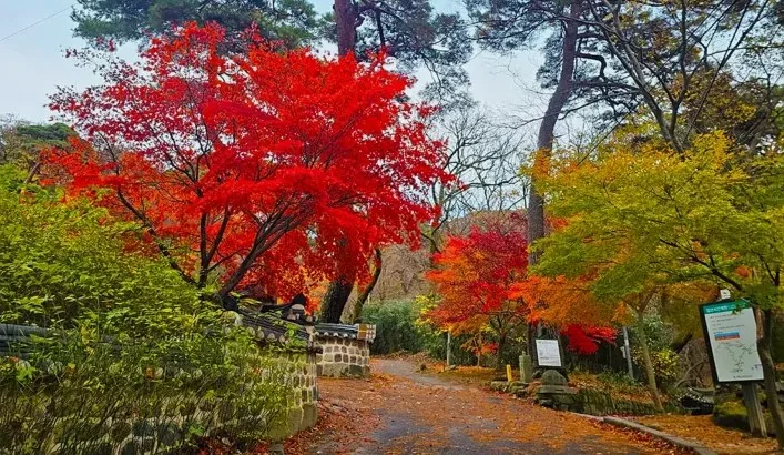 공주 갑사 가을 / 사진=충청남도 공식블로그 해피플렌티