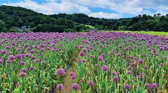 금강신관공원 / 사진=충남관광
