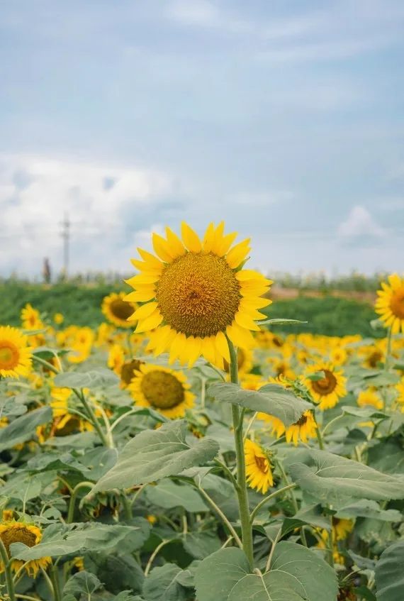 정안천생태공원 상세이미지2