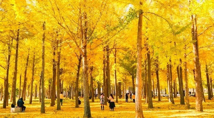 다산 은행나무숲 / 사진=고령군