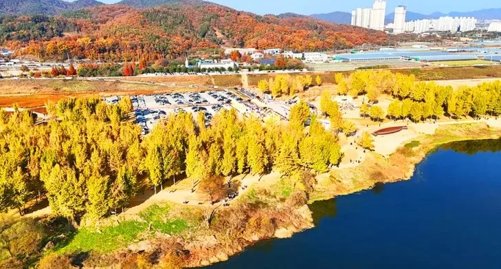 다산 은행나무숲 전경 / 사진=고령군
