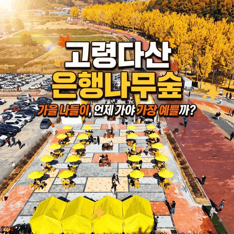 고령다산 은행나무숲 가을 나들이, 언제 가야 가장 예쁠까