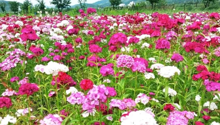수염파랭이 / 사진=고령군 블로그