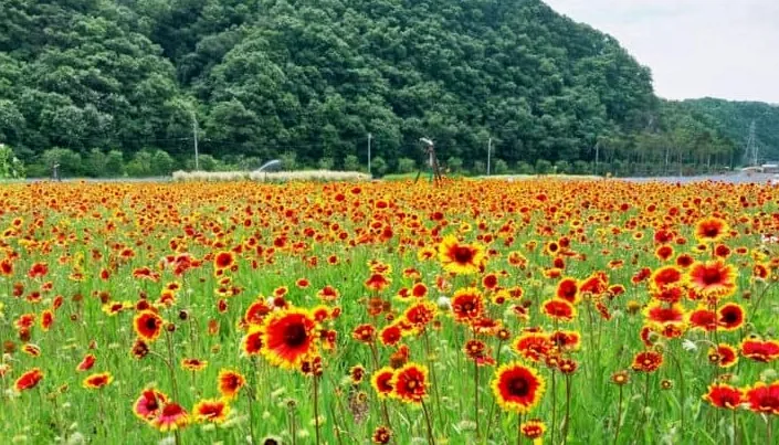 인디언 국화 / 사진=고령군 블로그