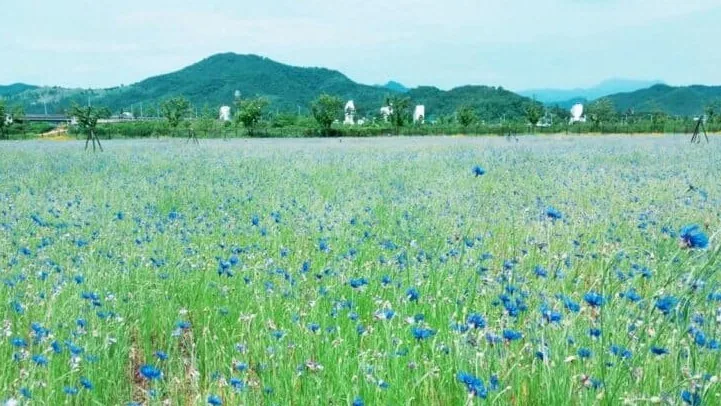 수레국화 군락지 / 사진=고령군 블로그