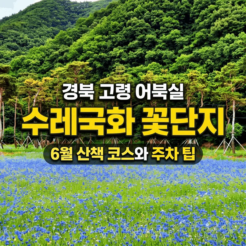 경북 고령 어북실 수레국화 꽃단지, 6월 산책 코스와 주차 팁