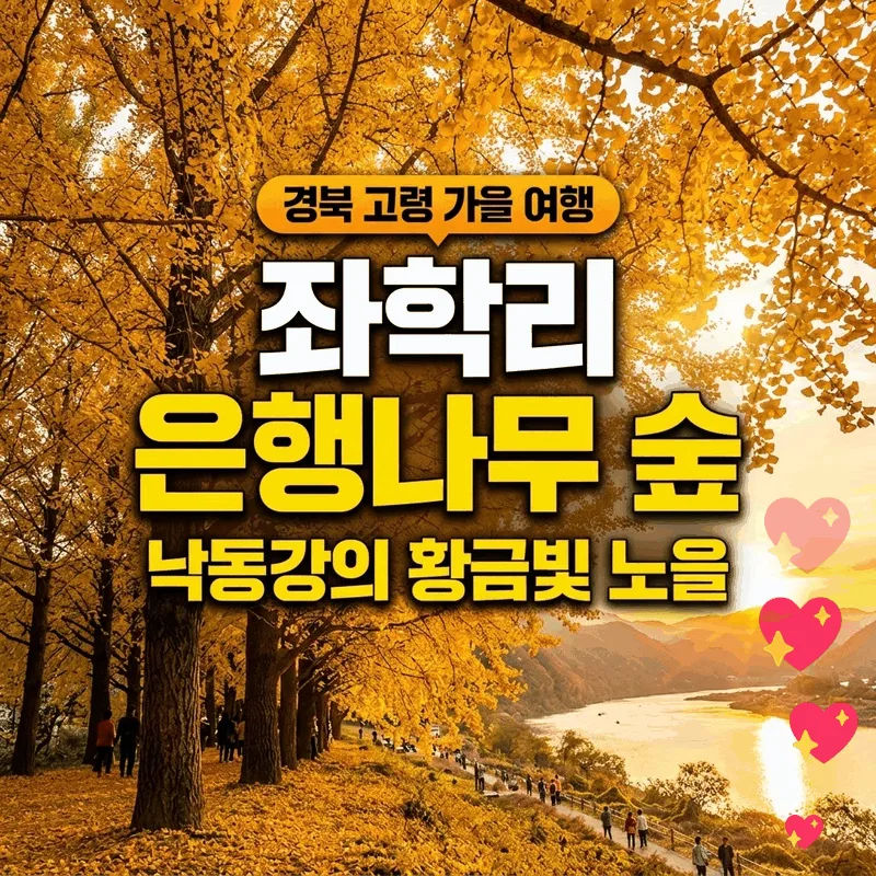 경북 고령 가을 여행, 좌학리 은행나무 숲에서 만나는 황금빛 낙동강 노을
