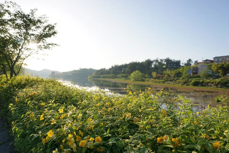 Eunpa Lake Flowers