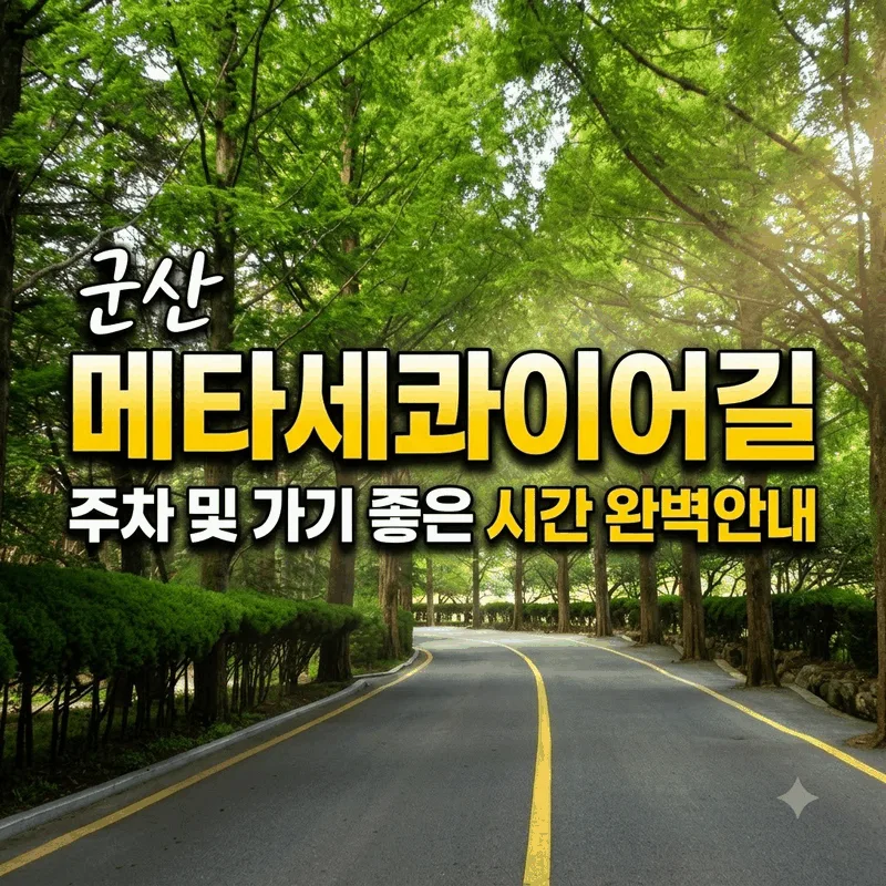 군산 메타세콰이어길 주차 및 가기 좋은 시간 완벽 안내
