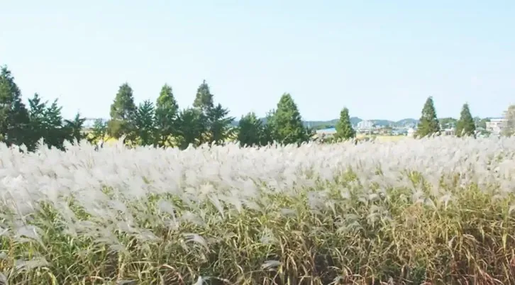 군산 청암산 억새 / 사진=군산시 문화관광
