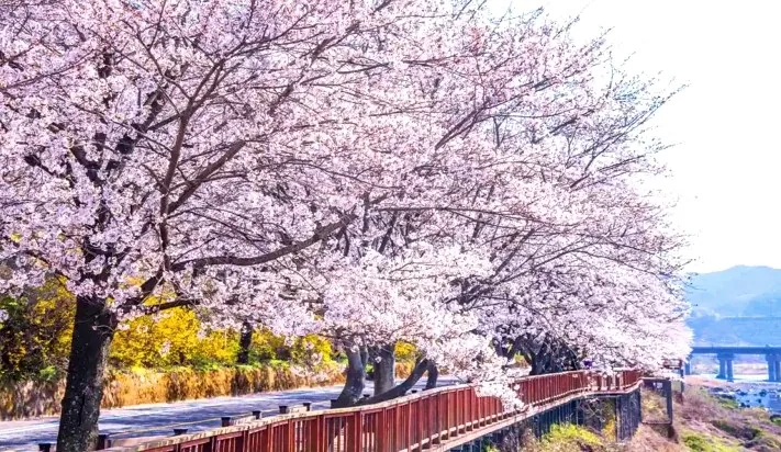 구례 300리 벚꽃길 산책 / 사진=한국관광공사 라이브스튜디오