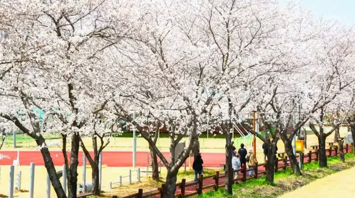구례 300리 벚꽃축제 서시원체육공원 / 사진=구례군 공식 블로그