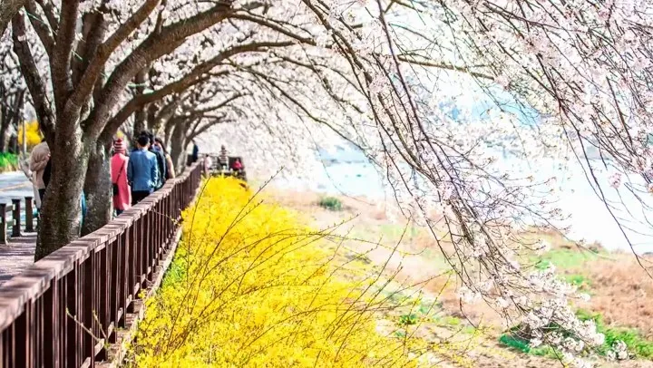 구례 300리 벚꽃길 벚꽃 / 사진=게티이미지뱅크