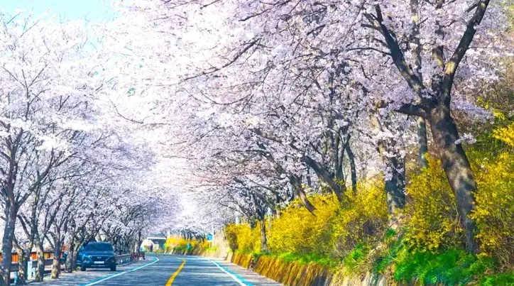 구례 300리 벚꽃길 드라이브 / 사진=한국관광공사 라이브스튜디오