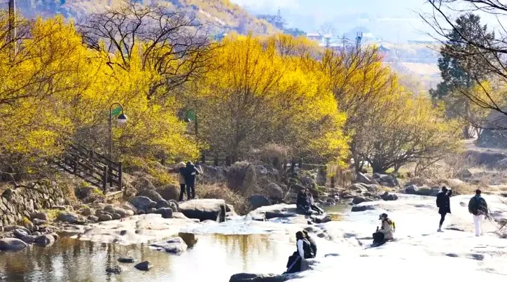 구례 산수유꽃축제 모습 / 사진=구례군청