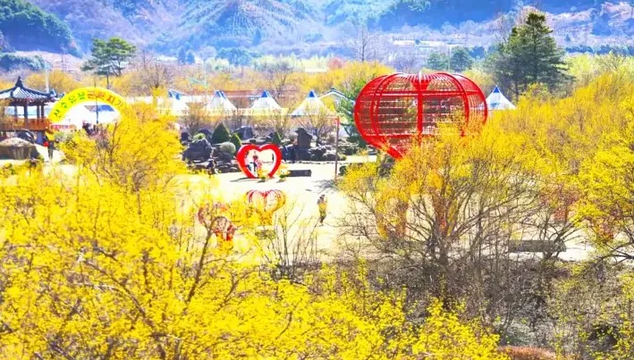 구례 산수유꽃축제 / 사진=구례군청