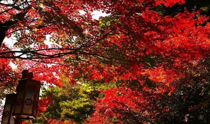 구례 화엄사 가을 단풍 / 사진=구례 공식블로그