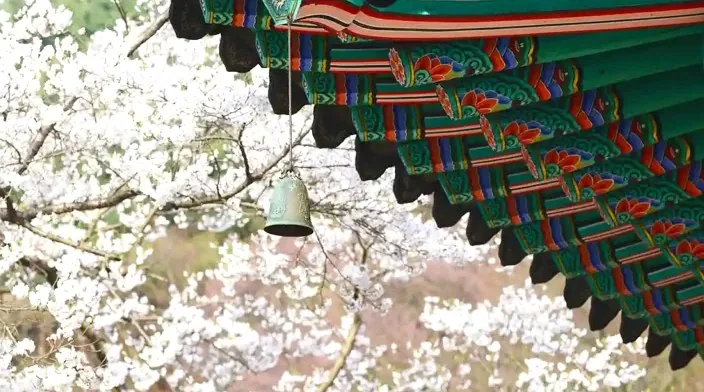 화엄사 벚꽃 모습 / 사진=한국관광공사 IR 스튜디오