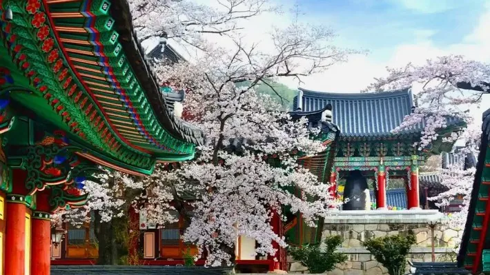 화엄사 벚꽃 / 사진=한국관광공사 IR 스튜디오