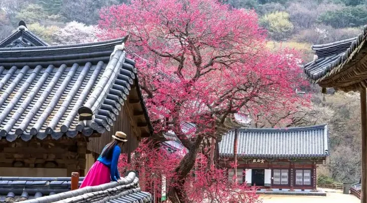 화엄사 홍매화 / 사진=게티이미지뱅크