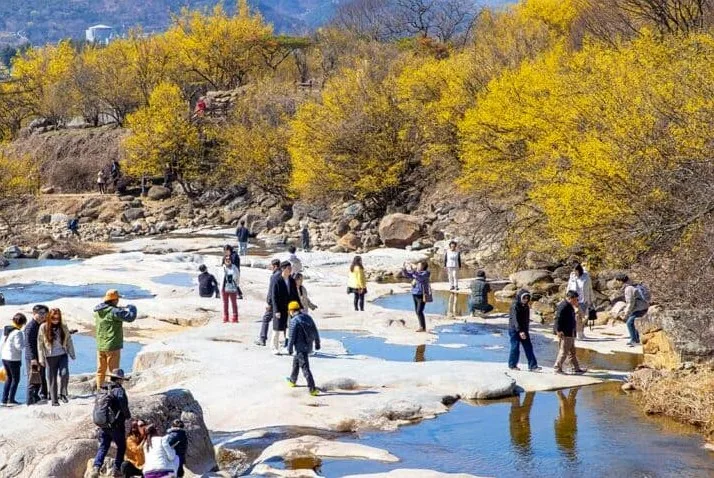 구례 산수유축제 즐기는 관광객 / 사진=구례군