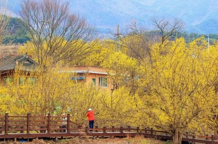 구례 산수유축제 풍경 / 사진=구례군