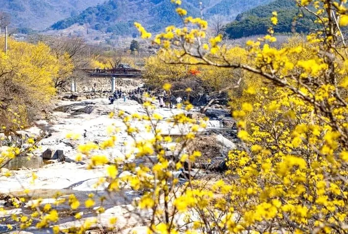 구례 산수유 / 사진=구례군