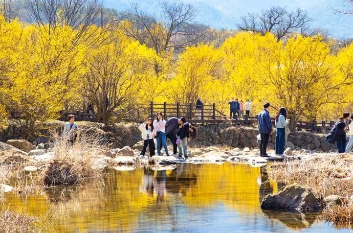 구례 산수유 축제 / 사진=구례군