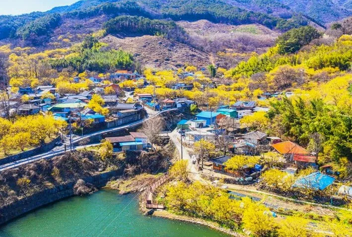 구례 산수유마을 / 사진=게티이미지뱅크