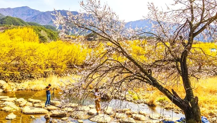 산수유마을에서 사진 찍는 사람들 / 사진=게티이미지뱅크