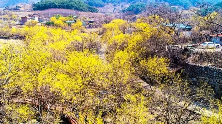 산수유마을 모습 / 사진=ⓒ한국관광공사 라이브스튜디오