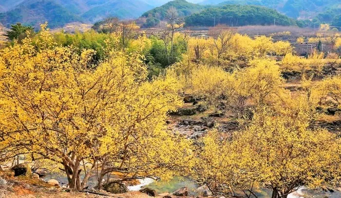 구례 산수유마을 / 사진=게티이미지뱅크