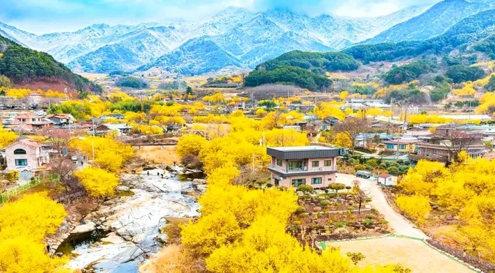 구례 산수유 군락지 / 사진=ⓒ한국관광공사 김영수