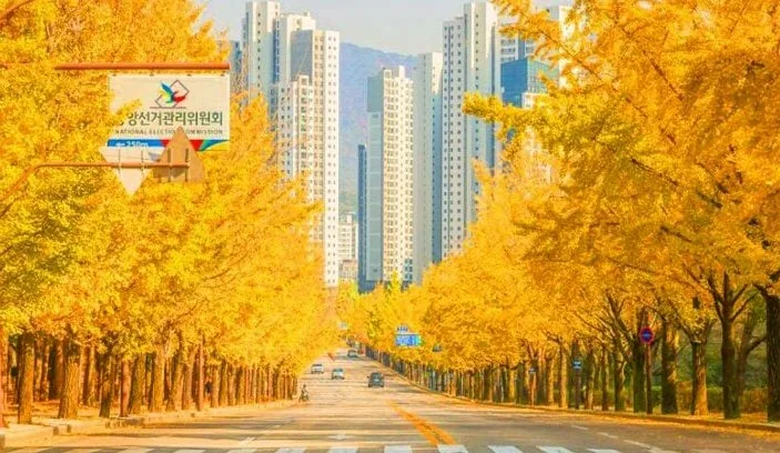 과천 은행나무길 경관 / 사진=한국관광콘텐츠랩