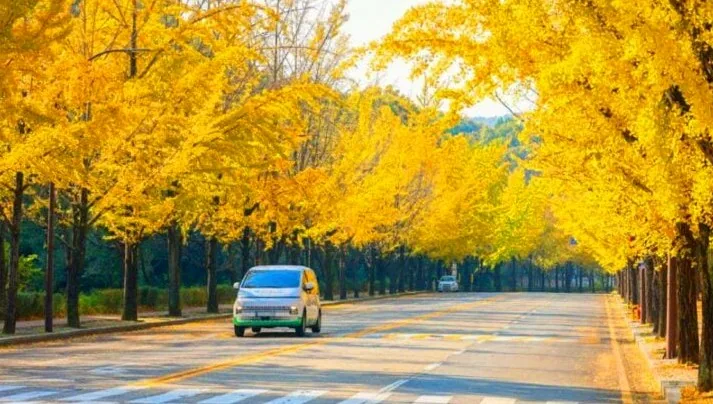 과천 은행나무길 풍경 / 사진=한국관광콘텐츠랩