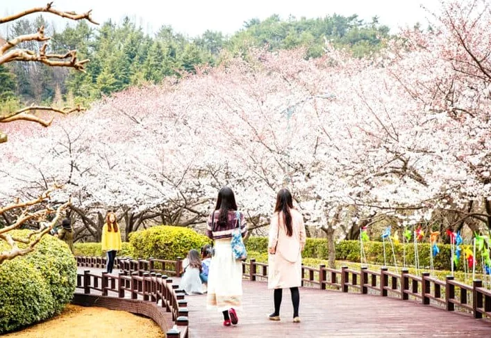 광양벚꽃문화축제 현장 / 사진=광양시