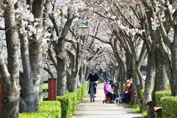 금호동 벚꽃길 / 사진=광양시