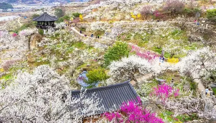 광양매화축제 전경 / 사진=광양시 문화관광