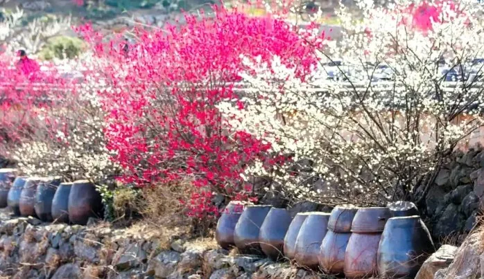 광양매화축제 광양매화마을 모습 / 사진=광양시 문화관광