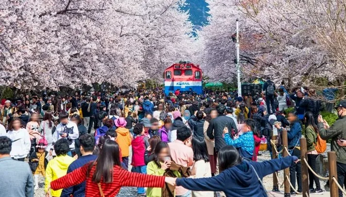 봄꽃 축제 / 사진=ⓒ한국관광공사 라이브스튜디오