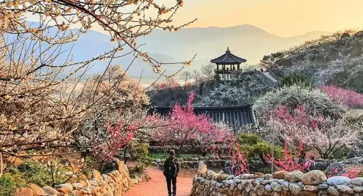 광양 매화마을의 봄날 / 사진=한국관광공사 김범용
