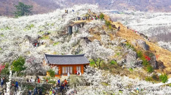 광양매화축제 / 사진=한국관광공사 이범수
