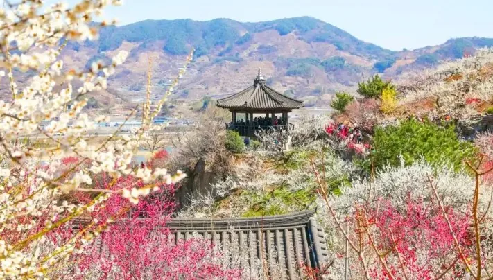 광양 매화마을 매화 / 사진=광양 문화관광