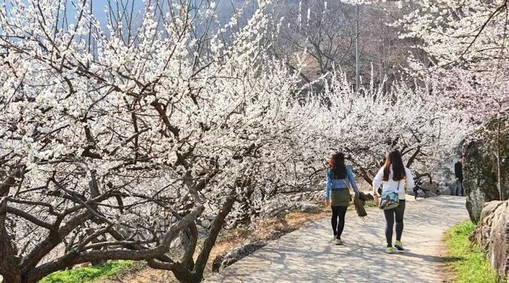 광양 매화마을의 매화 / 사진=ⓒ한국관광공사 김지호