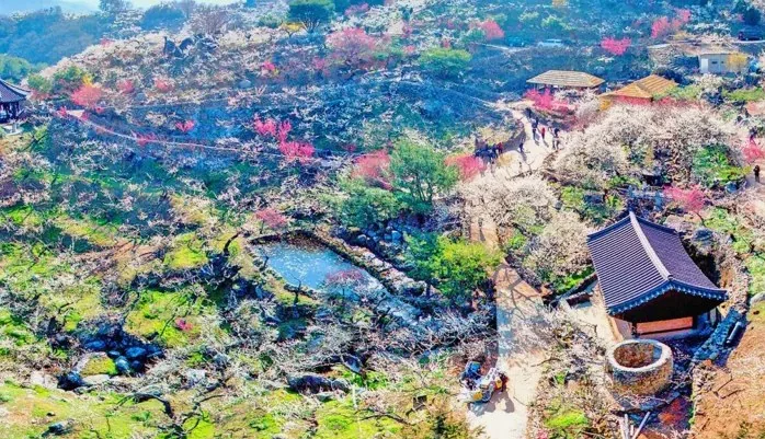 광양 매화마을 / 사진=ⓒ한국관광공사 라이브스튜디오
