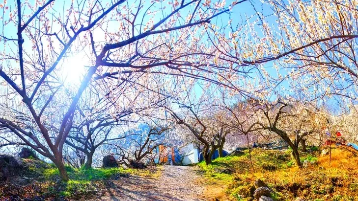 광양 매화마을의 봄 / 사진=ⓒ한국관광공사 라이브스튜디오