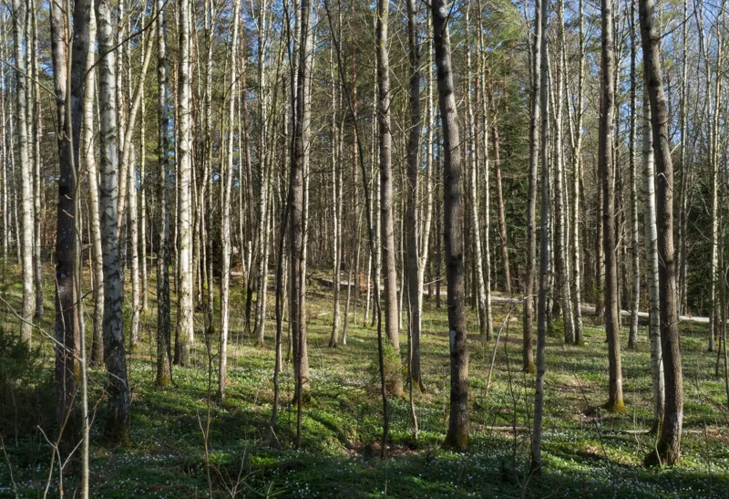 Birch forest Gullmarsskogen 12